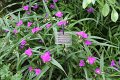 (25) 2010 Parc floral Apremont sur Allier